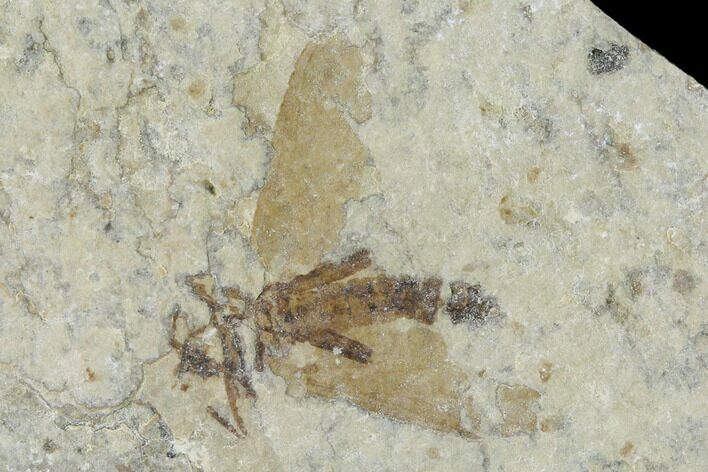 Fossil March Fly (Plecia) - Green River Formation #138470